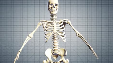 realistic 3d model of a human skeleton with detailed anatomy representation and grid background, ideal for educational purposes and medical studies