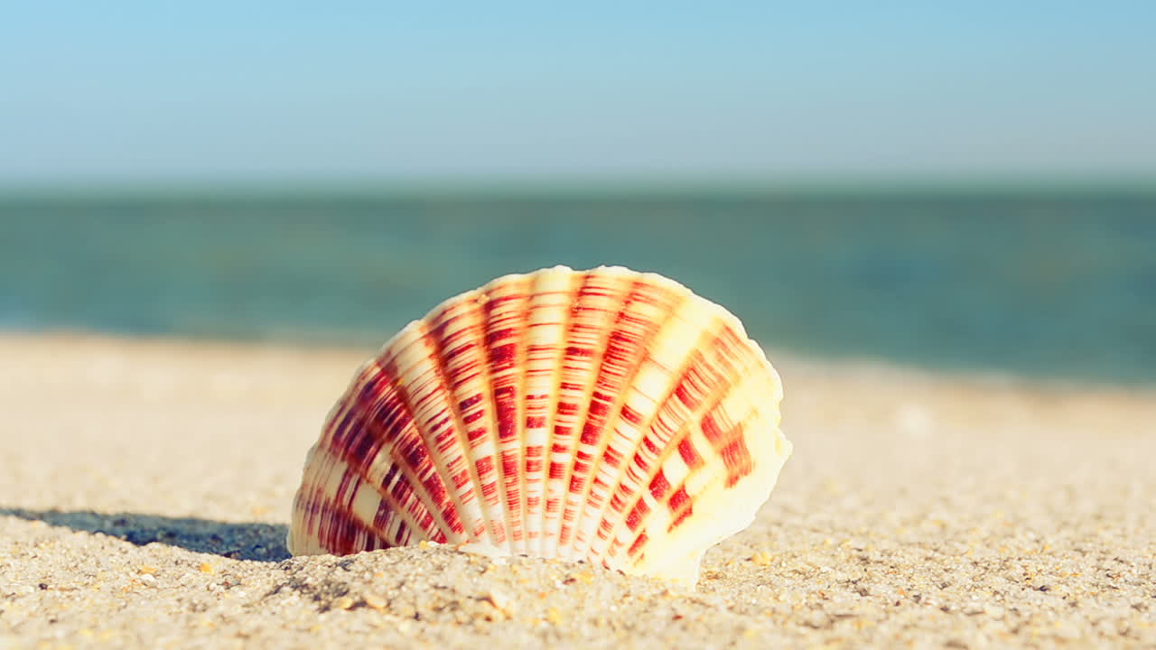Conchas en la playa. Filmando en la playa.