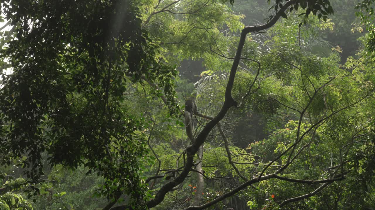 Bali monkey jungle rainforest primate wildlife forest Ubud Indonesia Southeast Asia