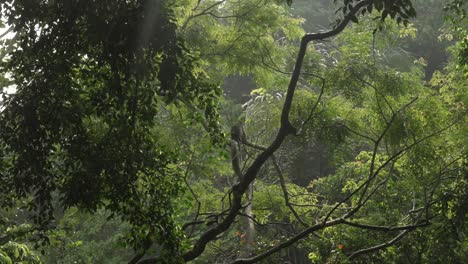bali monkey jungle rainforest primate wildlife forest ubud indonesia southeast asia