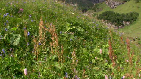 fields of flowers are blooming in springtime 1