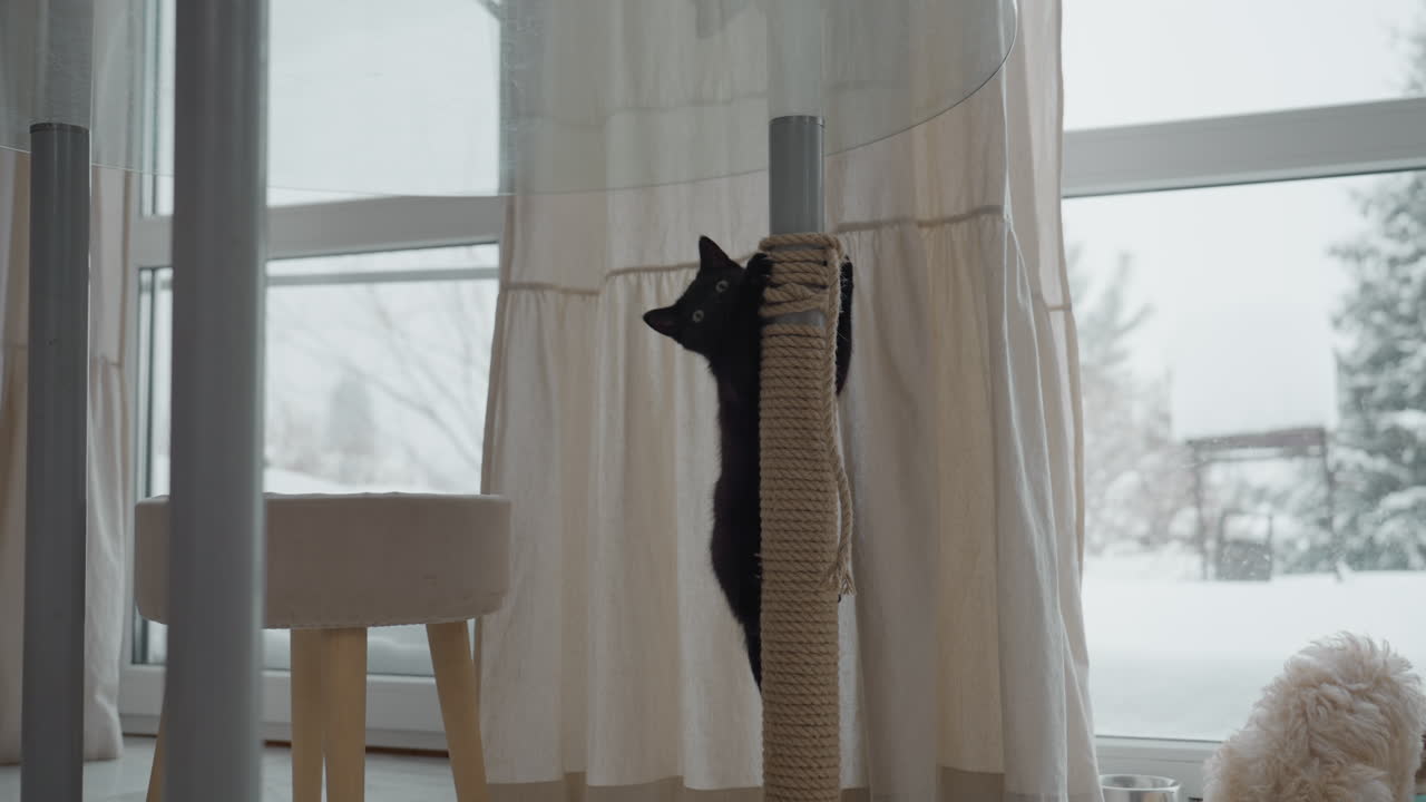 Black kitten climbing rope wrapped around table leg next to curtain while golden retriever puppy sits eating from bowl by snowy patio door in cozy kitchen tiled floor bright morning light