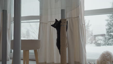 black kitten climbing rope wrapped around table leg next to curtain while golden retriever puppy sits eating from bowl by snowy patio door in cozy kitchen tiled floor bright morning light