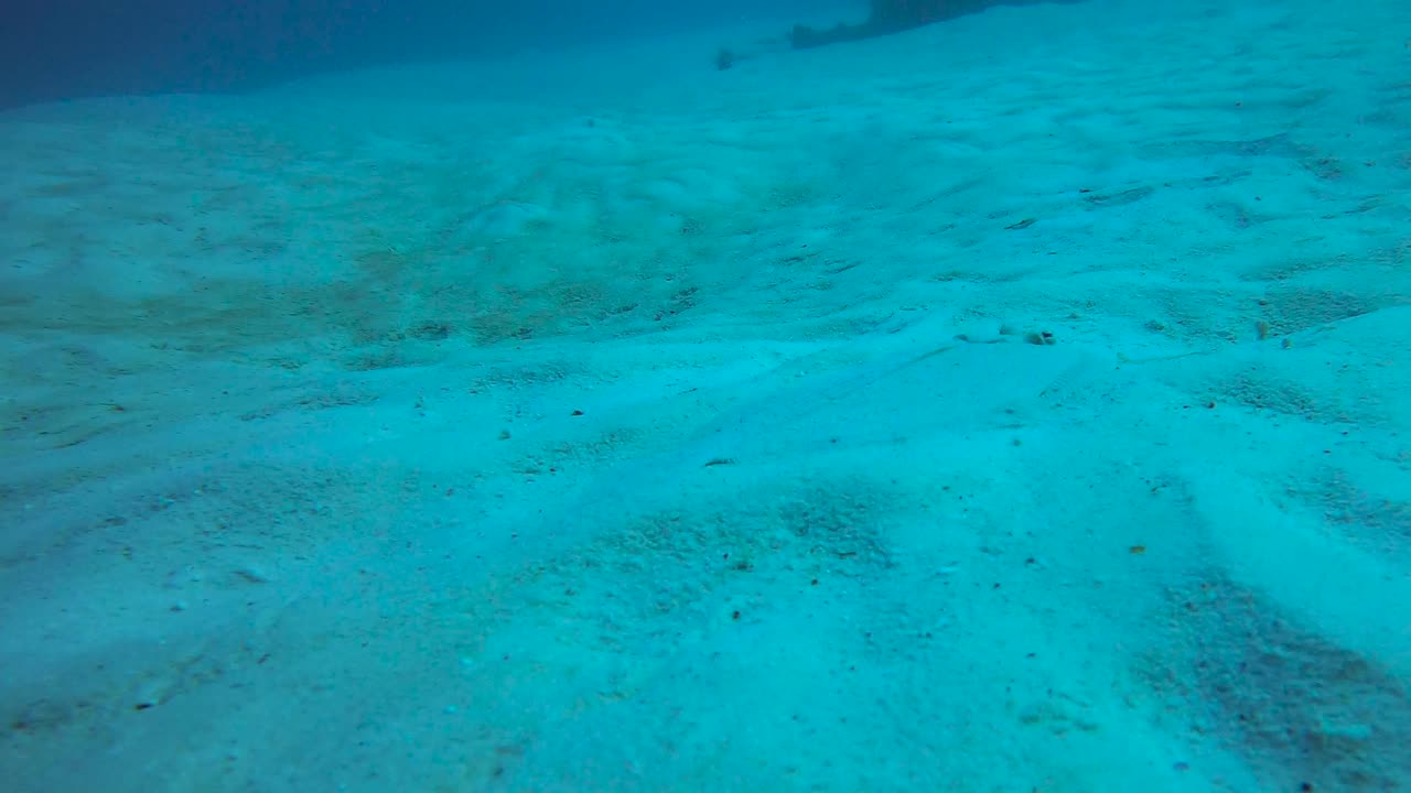 Flatfish flounder sole caught hiding on the sand. Suddenly becomes visable
