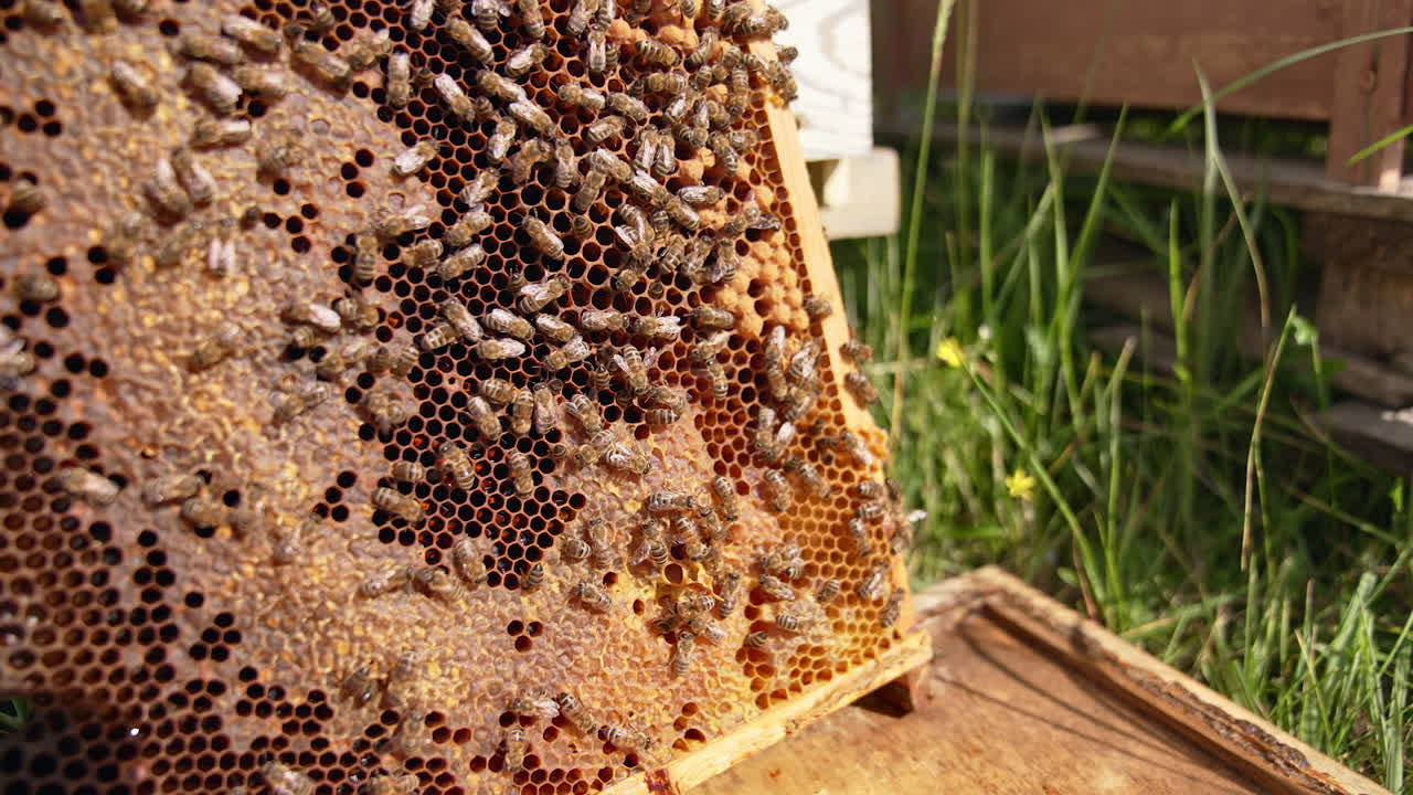 Wax frame covered with worker bees in the sun light. Honey insects drawl by the honeycombs partially sealed. Blurred backdrop.