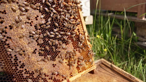 wax frame covered with worker bees in the sun light. honey insects drawl by the honeycombs partially sealed. blurred backdrop.