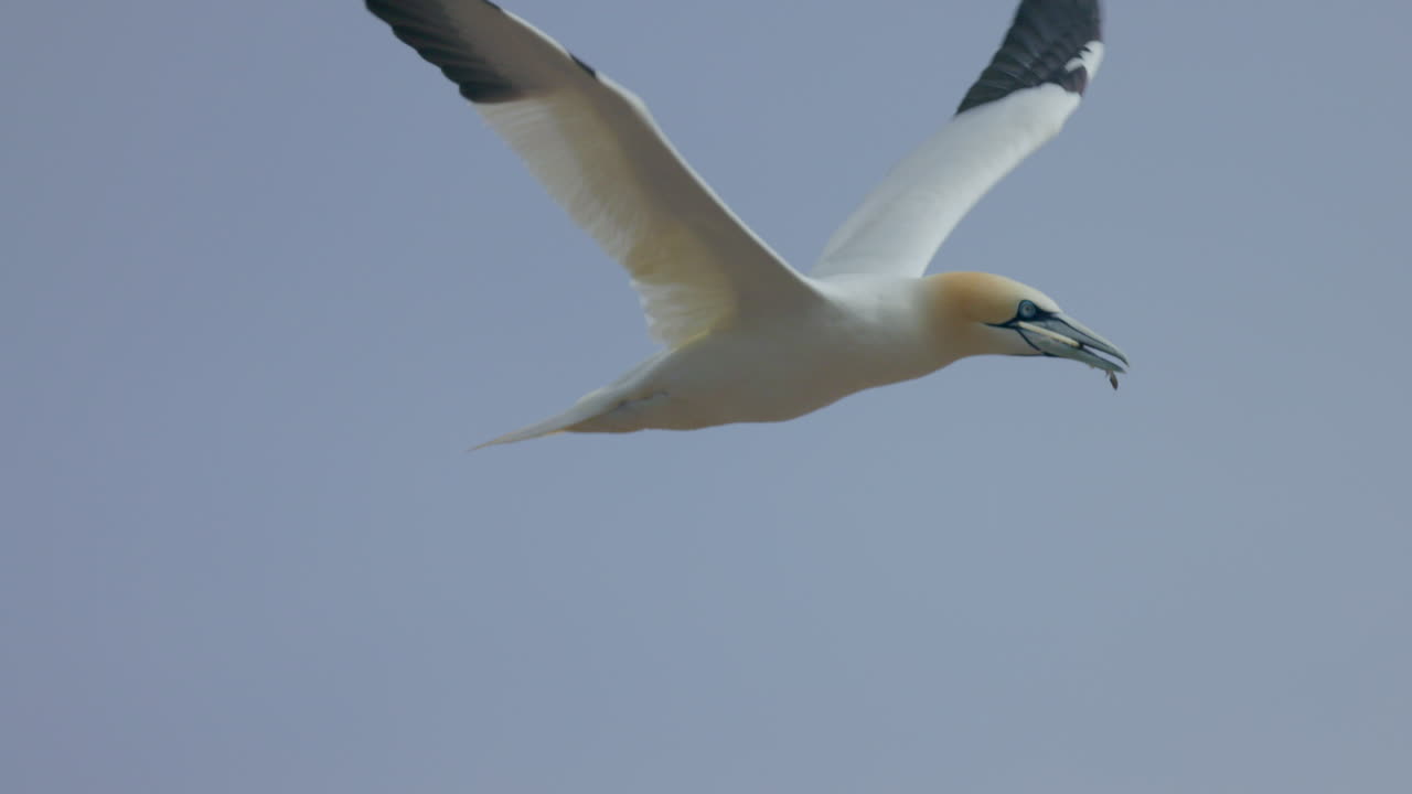 Sula settentrionale in volo in slow motion 4K a 60 fps ripresa all'Ile Bonaventure a Percé, Québec, Gaspésie, Canada.