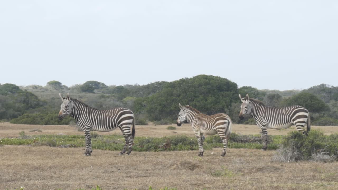 Inquadratura ampia di tre zebre di montagna