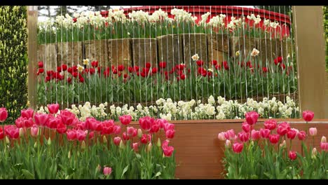 tulip and daisy season drone video emirgan sariyer istanbul turkey