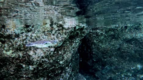 Neugeborene-Meeresschildkröten-Schwimmen-Im-Türkisblauen-Wasser---Unter-Wasser