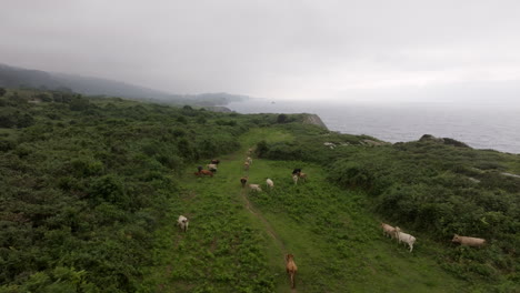 cows grazing on a coastal hillside