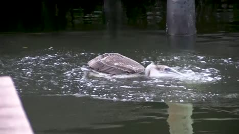 Brown-Pelican-Fishing-in-Florida-Canal