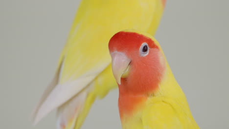 Primer-Plano-De-La-Cabeza,-Agapornis-De-Cara-Rosada-O-Agapornis-De-Cuello-Rosado-O-Con-Cara-De-Melocotón-Sobre-Fondo-Gris-De-Estudio