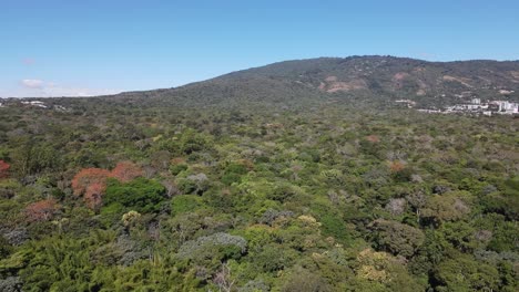 Vista-Aérea-De-Una-Densa-Zona-Forestal-Con-Una-Montaña-Al-Fondo-En-Un-Día-Con-Cielo-Azul