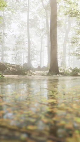 misty forest creek