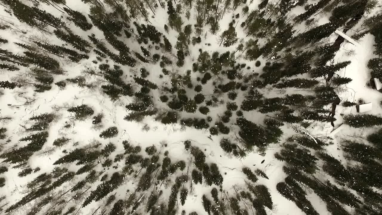 Winter Forest Aerial View