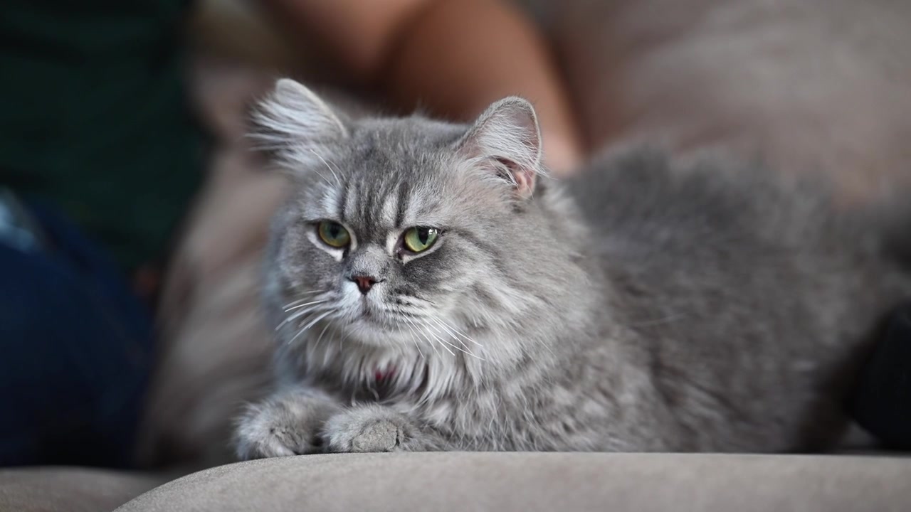 Un gatto persiano adulto riposa pacificamente sul divano.