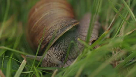 head of roman snail with eye tentacles foraging