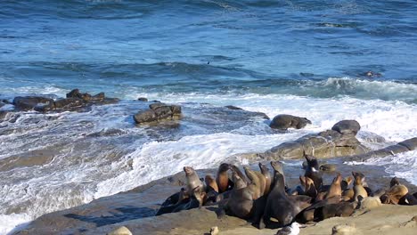 leones marinos de california en rocas en la jolla california con olas rompiendo