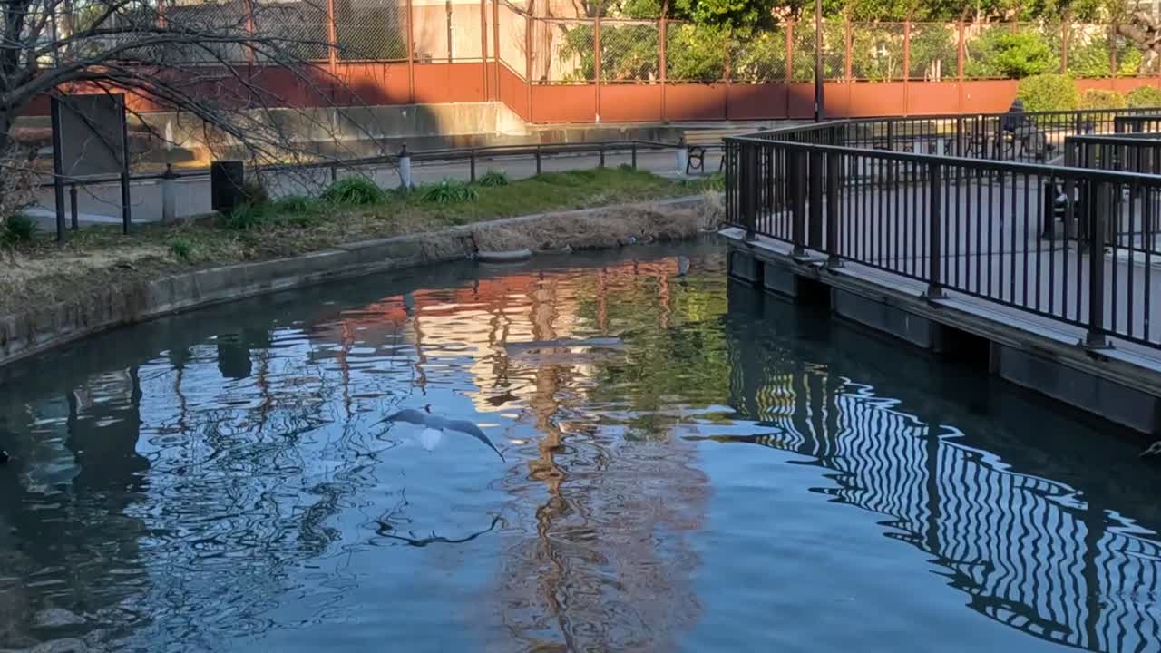 A seagull takes off from a railing, soaring over a calm canal with reflections of trees and buildings.