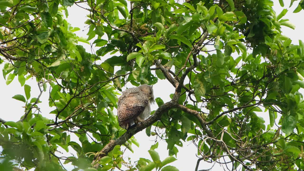 sacudiendo la cabeza y luego acicalando su ala izquierda, búho real de vientre manchado bubo nipalensis, parque nacional kaeng krachan, tailandia