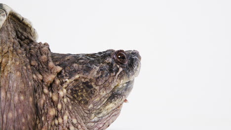 perfil lateral de cerca de la tortuga monstruosa en blanco