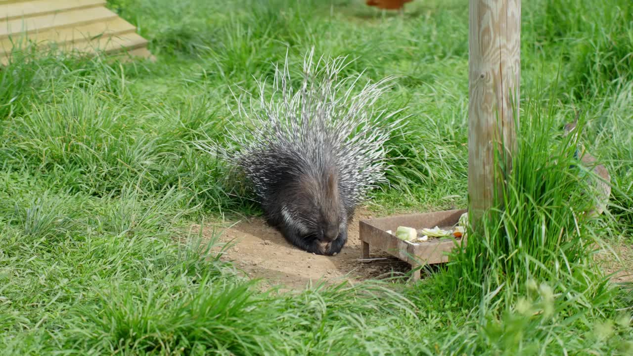 An Indian crested porcupine (Hystrix indica) eats from a wooden tray while a female Indian peafowl (Pavo cristatus) stands nearby in a grassy zoo enclosure, both calmly coexisting