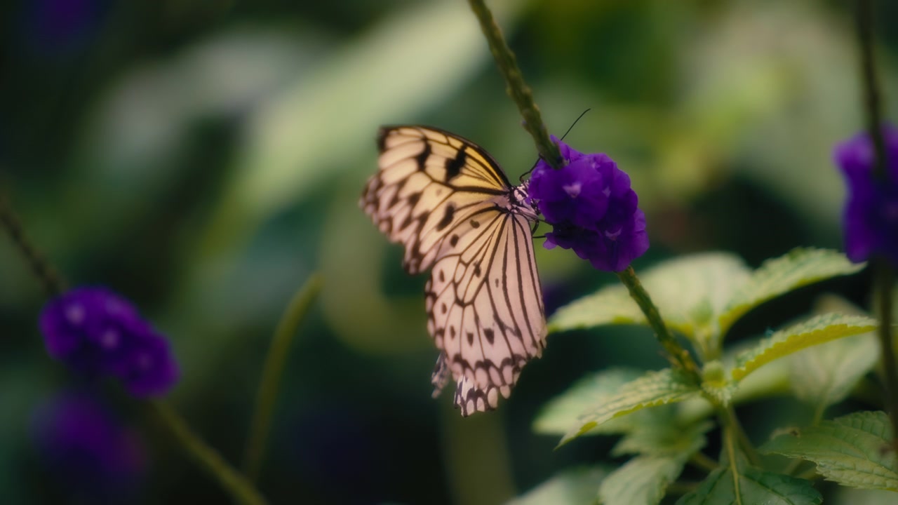 Primo piano di una grande farfalla ninfa degli alberi posata su un fiore viola. Rallentatore
