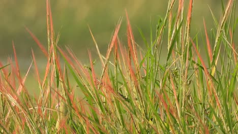 Loros-En-Pasto-De-Arroz-Rojo