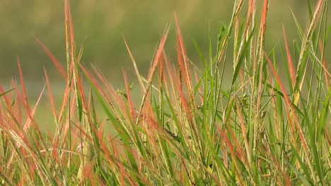 loros en pasto de arroz rojo