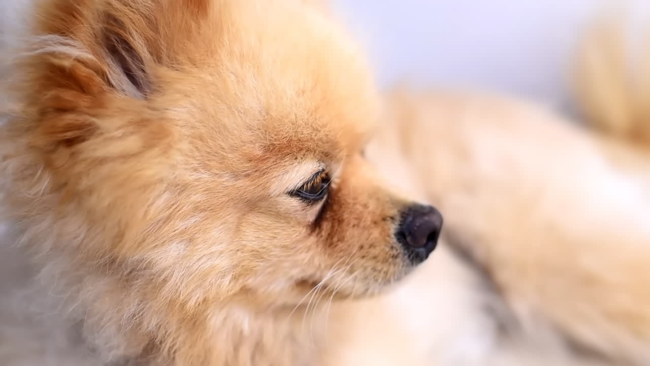 Small pomeranian spitz blinking and looking around. Close up shot at sunlight. Slow motion