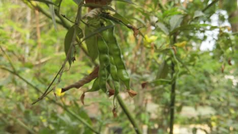 Un-Guandú-Crudo