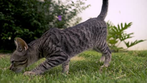 gato gris caminando en cámara lenta sobre la hierba mientras olfatea el suelo