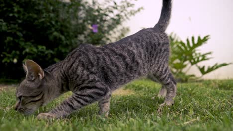 gray cat walking in slow motion on the grass while sniffing the ground