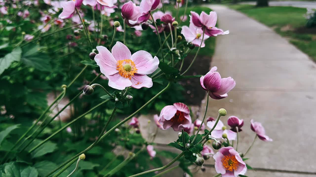 flores rosas en la acera