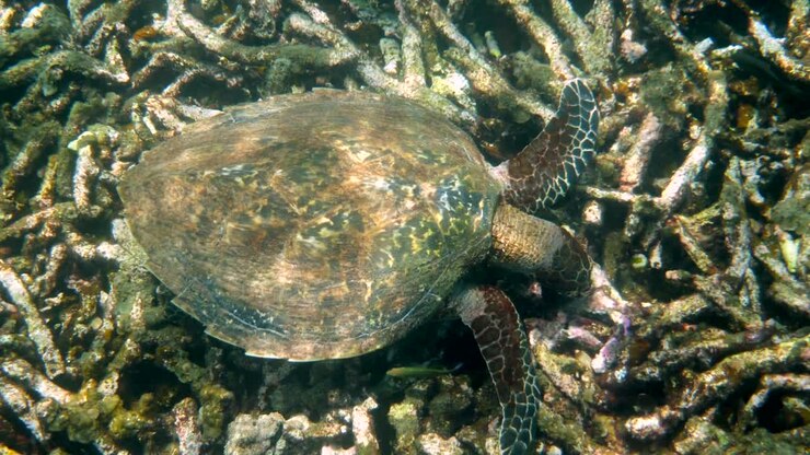 Hawksbill sea turtle slowly swimming in blue water through sunlight, try to find food on coral reef. Scuba on wildlife. Underwater marine life tropical turtle in wild nature