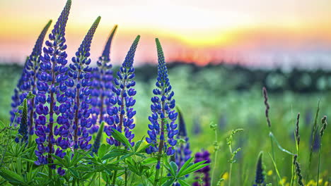 Flores-Silvestres-De-Lupino-Azul-En-Primer-Plano-Mientras-El-Amanecer-Ilumina-El-Fondo---Lapso-De-Tiempo