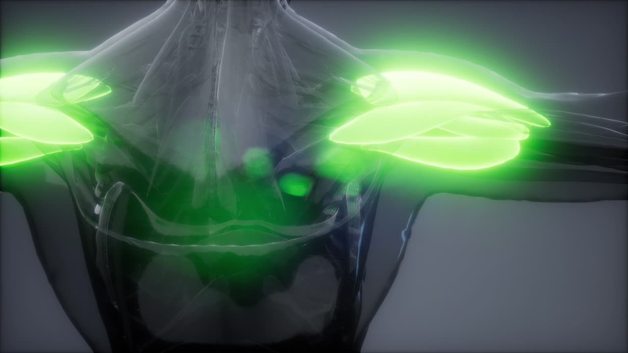 델토이드 - 눈에 보이는 근육 해부학 지도