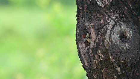 Sale-De-Su-Nido-Y-Regresa-Cuando-Un-Pájaro-Padre-Llega-Para-Alimentarlo-Con-Una-Larva-Y-Luego-Vuela-Hacia-La-Izquierda,-Pájaro-Carpintero-De-Pecho-Moteado-Dendropicos-Poecilolaemus,-Tailandia