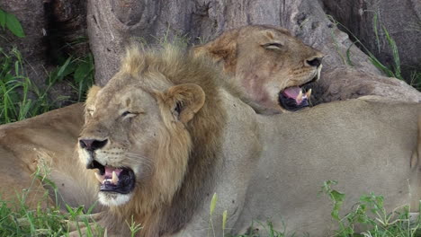 lion and lioness panting in the shade of a baobab tree, medium shot