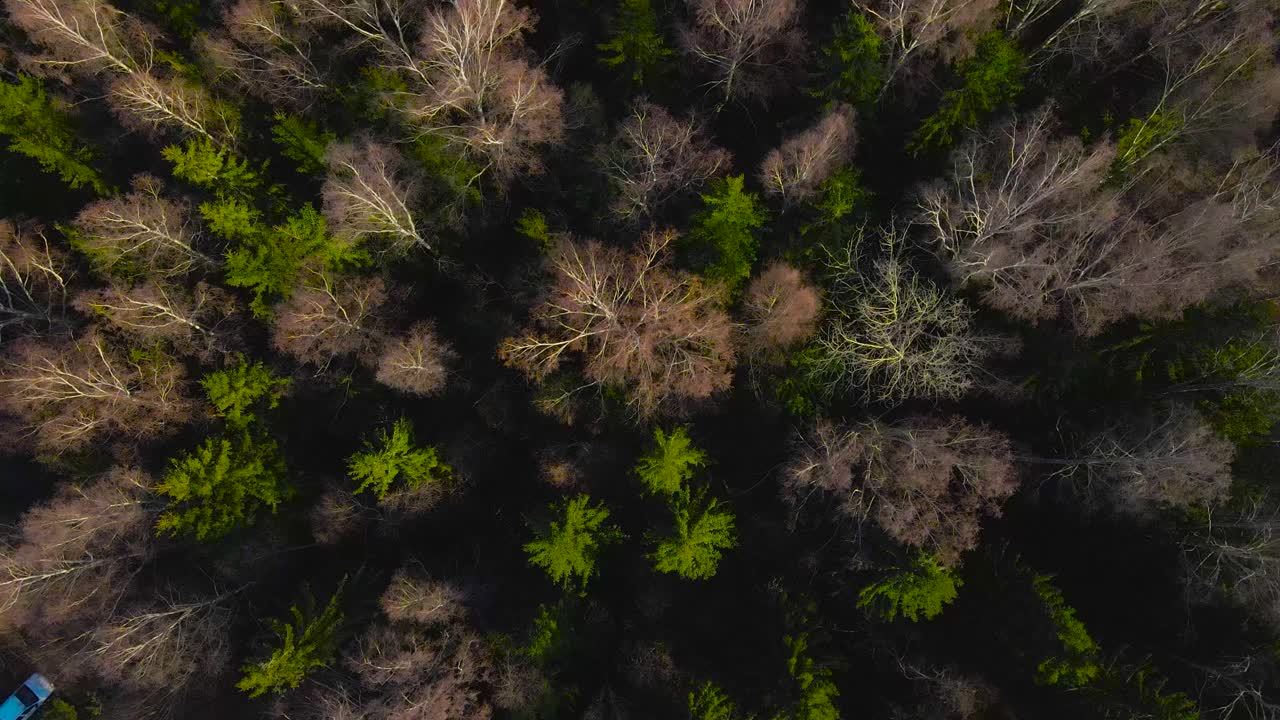 Top down aerial view of gorgeous brown and green leafless trees and pine trees in Laagri during a sunny day in spring or autumn time while sun creates shadows during golden hour. Footage moves up slow