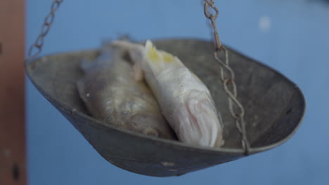 Close-up-of-fishes-on-a-scale-at-street-fish-market-in-Buenaventura