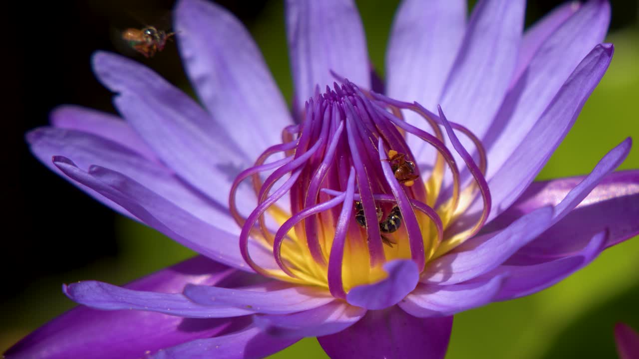Close-up shot of honey bees gathering nectar from a blooming purple water lily in sunlight