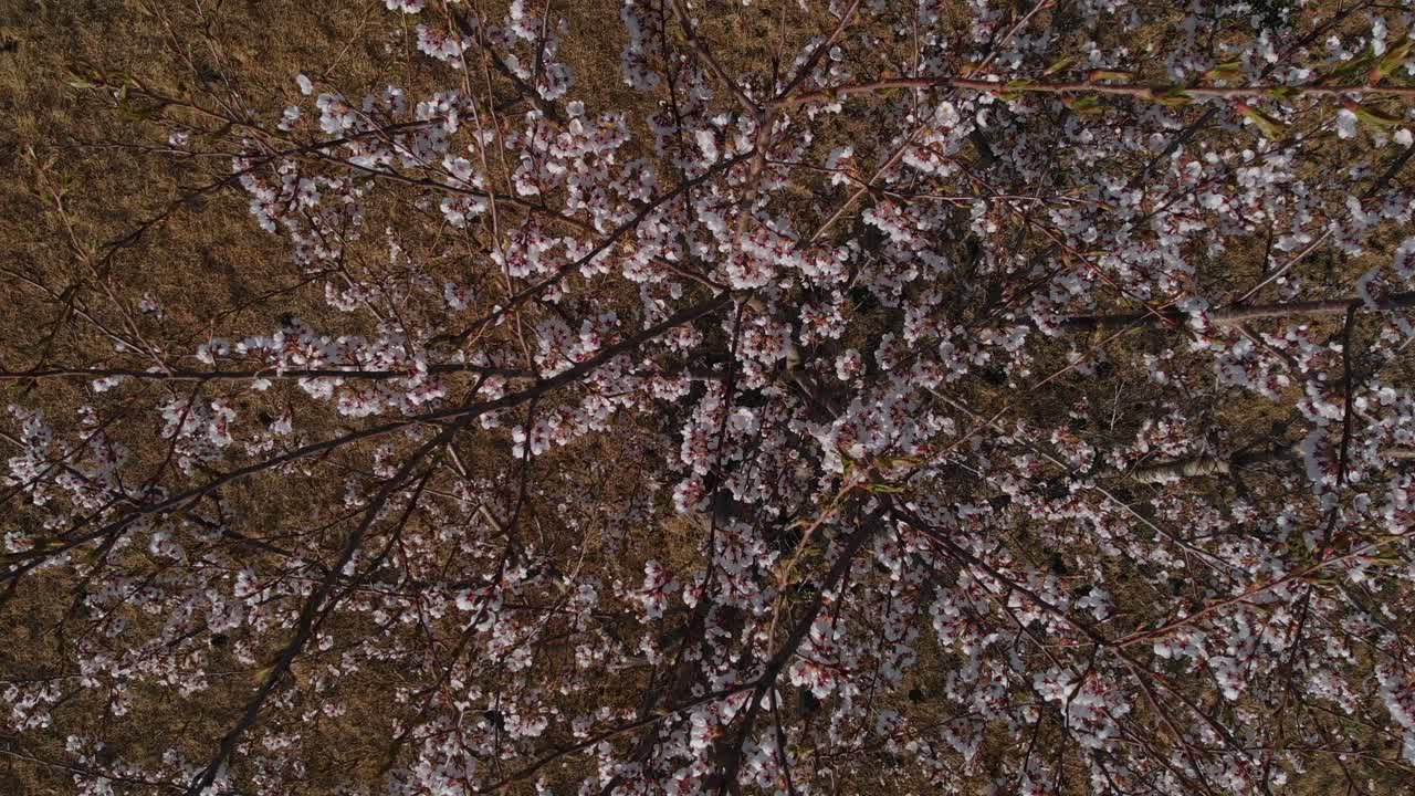 Aerial tops down Sakura cherry blossom trees in Japanese rural landscape