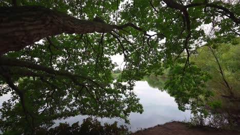 Lago-Tranquilo-Detrás-De-Un-árbol-Gigante,-Empujar,-Cámara-Lenta,-Sin-Gente