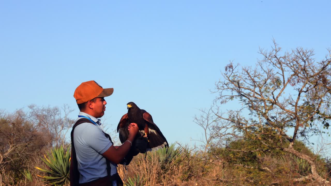 Man with glove holds landed eagle and pets it while standing in dry vegetation under clear sky