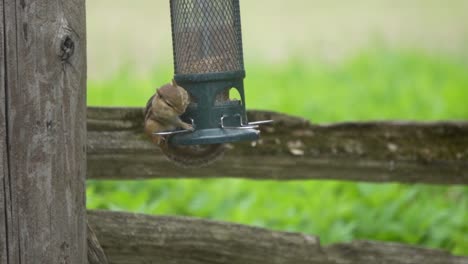 slow motion shot of a wild chipmunk eating seeds from a feeder