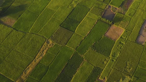 Fliegen-Sie-über-Endlose-Felder-Mit-üppig-Grünen-Reispflanzen,-Bevor-Sie-Sie-In-Sylhet-Kultivieren