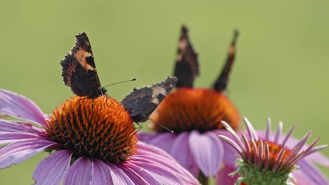 Herde-Von-Vier-Schmetterlingen,-Die-Nektar-Von-Orangefarbenen-Sonnenhut-Essen---Statische-Makroaufnahme