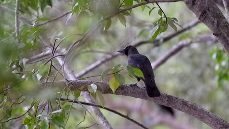 Un-Hermoso-Cuervo-Negro-Sentado-Pacíficamente-En-Una-Rama-De-Un-árbol-En-Un-Buen-Día---Tiro-Medio